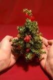 Árbol de navidad minúsculo fotos de archivo libres de regalías Árbol de navidad minúsculo fotos de archivo libres de regalías