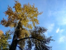 Árbol de oro grande contra el cielo azul foto de archivo Árbol de oro grande contra el cielo azul foto de archivo