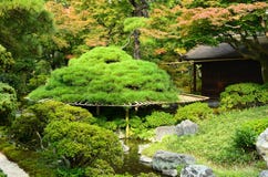 Árbol de pino del jardín japonés, Kyoto Japón Fotos de archivo libres de regalías Árbol de pino del jardín japonés, Kyoto Japón Fotos de archivo libres de regalías