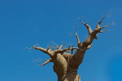 Árbol del baobab en el cielo 05-15-2015 imagen de archivo libre de regalías Árbol del baobab en el cielo 05-15-2015 imagen de archivo libre de regalías