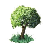 Árbol del vector del Watercolour ilustración del vector Árbol del vector del Watercolour ilustración del vector
