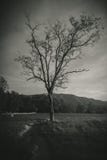Árbol en las montañas Tennessee del smokey imagenes de archivo Árbol en las montañas Tennessee del smokey imagenes de archivo