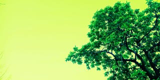 Árbol hermoso con la foto de la acción de la imagen del cielo fotos de archivo Árbol hermoso con la foto de la acción de la imagen del cielo fotos de archivo