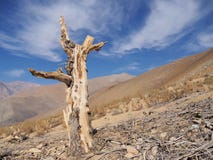 Árbol muerto adentro desierto-como paisaje de la montaña imagen de archivo Árbol muerto adentro desierto-como paisaje de la montaña imagen de archivo
