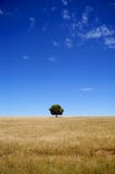 Árbol solitario Imagenes de archivo Árbol solitario Imagenes de archivo