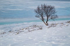 Árbol solitario en la orilla de un fiordo congelado en Noruega imagen de archivo Árbol solitario en la orilla de un fiordo congelado en Noruega imagen de archivo