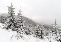Árbol Spruce Forest Covered de niebla por la nieve en paisaje del invierno imagenes de archivo Árbol Spruce Forest Covered de niebla por la nieve en paisaje del invierno imagenes de archivo