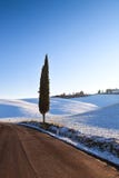 Árbol y nieve solos de ciprés en invierno Paisaje rural Toscana, imagen de archivo libre de regalías Árbol y nieve solos de ciprés en invierno Paisaje rural Toscana, imagen de archivo libre de regalías