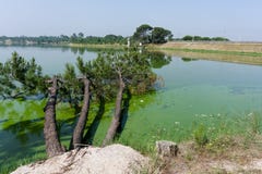 Árboles caidos en el lago; en Barragem de Magos, Salvaterra, vire hacia el lado de babor fotografía de archivo libre de regalías Árboles caidos en el lago; en Barragem de Magos, Salvaterra, vire hacia el lado de babor fotografía de archivo libre de regalías