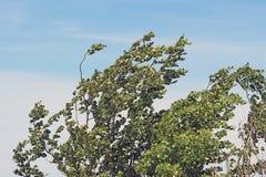 Árboles de doblez bajo ráfaga del viento fotografía de archivo libre de regalías Árboles de doblez bajo ráfaga del viento fotografía de archivo libre de regalías