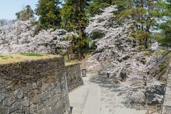 Árboles de la flor de cerezo en parque del castillo de Tsuruga fotografía de archivo libre de regalías Árboles de la flor de cerezo en parque del castillo de Tsuruga fotografía de archivo libre de regalías