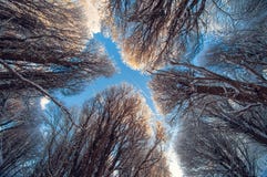 Árboles de la nieve del invierno del fondo en el cielo azul con las nubes, opinión de debajo sobre un día soleado escarchado, avi fotos de archivo Árboles de la nieve del invierno del fondo en el cielo azul con las nubes, opinión de debajo sobre un día soleado escarchado, avi fotos de archivo