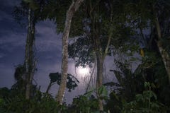 Árboles de seda y el cielo en el tiro de la noche foto de archivo libre de regalías Árboles de seda y el cielo en el tiro de la noche foto de archivo libre de regalías