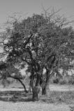 Árboles del acacia salvaje debajo del sol caliente del verano Foco central monocrom?tico imagenes de archivo Árboles del acacia salvaje debajo del sol caliente del verano Foco central monocrom?tico imagenes de archivo