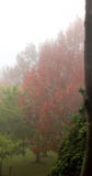Árboles del otoño con niebla foto de archivo libre de regalías Árboles del otoño con niebla foto de archivo libre de regalías
