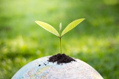 Árboles en el globo, ideas ambientales de la protección, envi del mundo foto de archivo libre de regalías Árboles en el globo, ideas ambientales de la protección, envi del mundo foto de archivo libre de regalías
