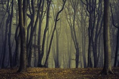 Árboles fantasmagóricos en la niebla del bosque imagen de archivo Árboles fantasmagóricos en la niebla del bosque imagen de archivo