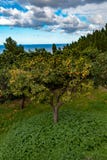 Árvore alaranjada perto do mediterrâneo imagens de stock Árvore alaranjada perto do mediterrâneo imagens de stock
