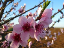 A árvore de amêndoa floresce com o céu azul com fundo das nuvens imagens de stock A árvore de amêndoa floresce com o céu azul com fundo das nuvens imagens de stock