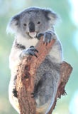 Árvore de eucalipto australiana do urso de Koala, queensland imagens de stock Árvore de eucalipto australiana do urso de Koala, queensland imagens de stock
