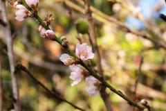 Árvore de pêssego com as flores cor-de-rosa do pêssego imagens de stock Árvore de pêssego com as flores cor-de-rosa do pêssego imagens de stock