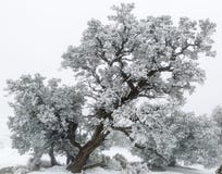 Árvore do zimbro de Utá (osteosperma do juniperus) na neve imagem de stock royalty free Árvore do zimbro de Utá (osteosperma do juniperus) na neve imagem de stock royalty free