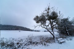 Árvore nevado e banco antes de um campo fotografia de stock Árvore nevado e banco antes de um campo fotografia de stock