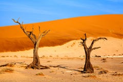 Árvore secada da acácia do camelo em dunas de areia alaranjadas e no fundo brilhante do céu azul, Namíbia, África meridional fotografia de stock royalty free Árvore secada da acácia do camelo em dunas de areia alaranjadas e no fundo brilhante do céu azul, Namíbia, África meridional fotografia de stock royalty free