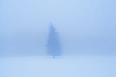Árvore spruce solitária na névoa densa do inverno Fotografia de Stock Árvore spruce solitária na névoa densa do inverno Fotografia de Stock