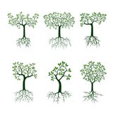 Árvore verde com raizes ilustração royalty free Árvore verde com raizes ilustração royalty free