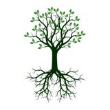 Árvore verde com raizes Ilustração do vetor Imagem de Stock Árvore verde com raizes Ilustração do vetor Imagem de Stock