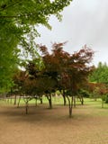 A árvore vermelha no parque imagem de stock A árvore vermelha no parque imagem de stock