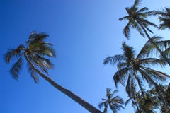 Árvores de coco da palma e céu azul brilhante na praia imagens de stock Árvores de coco da palma e céu azul brilhante na praia imagens de stock
