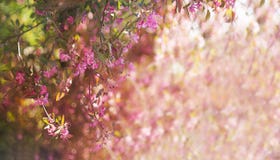 Árvores de maçã cor-de-rosa de florescência da bandeira na mola foto de stock Árvores de maçã cor-de-rosa de florescência da bandeira na mola foto de stock