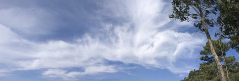 Árvores e céu panorâmicos imagem de stock Árvores e céu panorâmicos imagem de stock