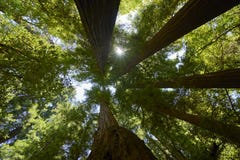 Árvores majestosas na floresta da sequoia vermelha de Califórnia foto de stock Árvores majestosas na floresta da sequoia vermelha de Califórnia foto de stock