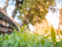 Árvores novas bonitas com luz solar no jardim fotografia de stock Árvores novas bonitas com luz solar no jardim fotografia de stock