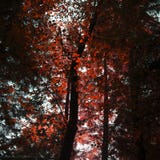 Árvores vermelhas falsas bonitas de Autumn Fall na cor da queda na floresta nova em Inglaterra com a luz solar impressionante que imagem de stock royalty free Árvores vermelhas falsas bonitas de Autumn Fall na cor da queda na floresta nova em Inglaterra com a luz solar impressionante que imagem de stock royalty free