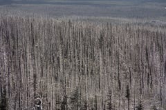 € des verheerenden Feuers „brannte Bäume im Wald in USA Lizenzfreies Stockfoto € des verheerenden Feuers „brannte Bäume im Wald in USA Lizenzfreies Stockfoto