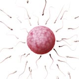 Äggcell och sperma stock illustrationer Äggcell och sperma stock illustrationer