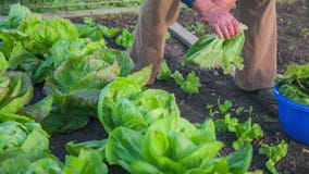 Äldre man som hem samlar - fullvuxna naturliga grönsaker från trädgård Äldre man som hem samlar - fullvuxna naturliga grönsaker från trädgård