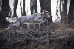 Älsklings- engelsk Setter för hund Arkivfoto Älsklings- engelsk Setter för hund Arkivfoto