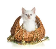 Älskvärd kattunge, sakral katt av Burman på vit bakgrund arkivbild Älskvärd kattunge, sakral katt av Burman på vit bakgrund arkivbild