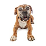 Ältere Boxer-Hundeniederlegung Lizenzfreie Stockfotografie Ältere Boxer-Hundeniederlegung Lizenzfreie Stockfotografie
