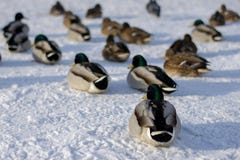 Änder vilar på snö royaltyfri bild Änder vilar på snö royaltyfri bild
