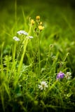 Ängblommor i gräset royaltyfri foto Ängblommor i gräset royaltyfri foto