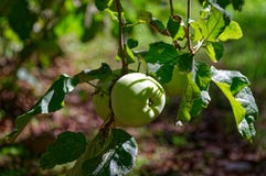 Äpfel, die in einem Hausgarten wachsen stockfotos Äpfel, die in einem Hausgarten wachsen stockfotos