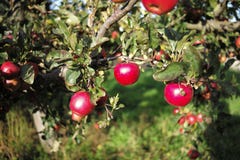 äpple i lantgården royaltyfri bild äpple i lantgården royaltyfri bild