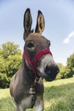 Åsna på ängen royaltyfria bilder Åsna på ängen royaltyfria bilder