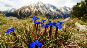 É alguma flor tão azul quanto esta genciana? imagens de stock É alguma flor tão azul quanto esta genciana? imagens de stock